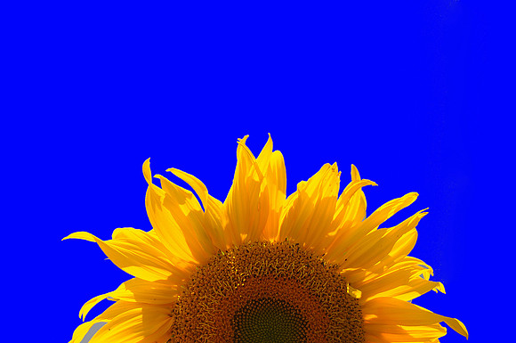 081212sun10